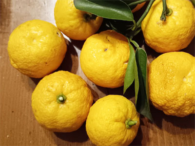 �ǎ҂̕�����䂸�����������܂����@1/1