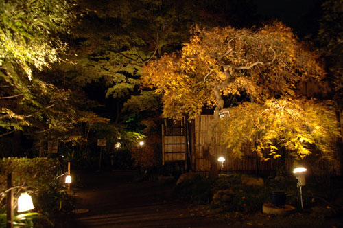 �������̐X�̍g�t���C�g�A�b�v�i�ʐ^�񋟁F�V���s�j