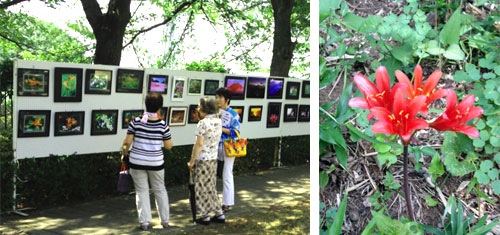 �V���s�c�扑�ŃL�c�l�m�J�~�\���ӏ܉�