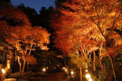 �������g�t���C�g�A�b�v�i�s�g�o���j