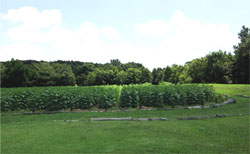 �G��X�V�ō����̈Ⴄ�����^���������̎G�ؗс@���ꂩ�������������